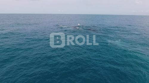 Arquipélago de Abrolhos BA Baleias Jubarte 01