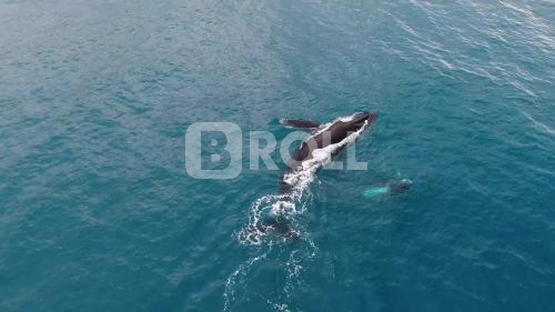 Arquipélago de Abrolhos BA Baleias Jubarte 03