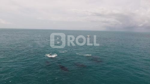 Arquipélago de Abrolhos BA Baleias Jubarte 04