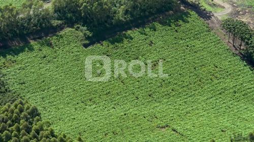 Farroupilha Rio Grande do Sul RS 2019
