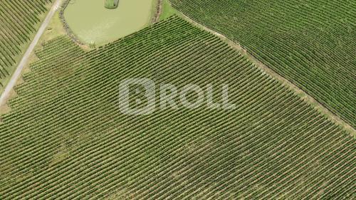 Flores da Cunha Rio Grande do Sul RS 2019