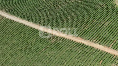 Flores da Cunha Rio Grande do Sul RS 2019